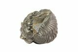 Wide, Enrolled Flexicalymene Trilobite - Ohio #68580-2